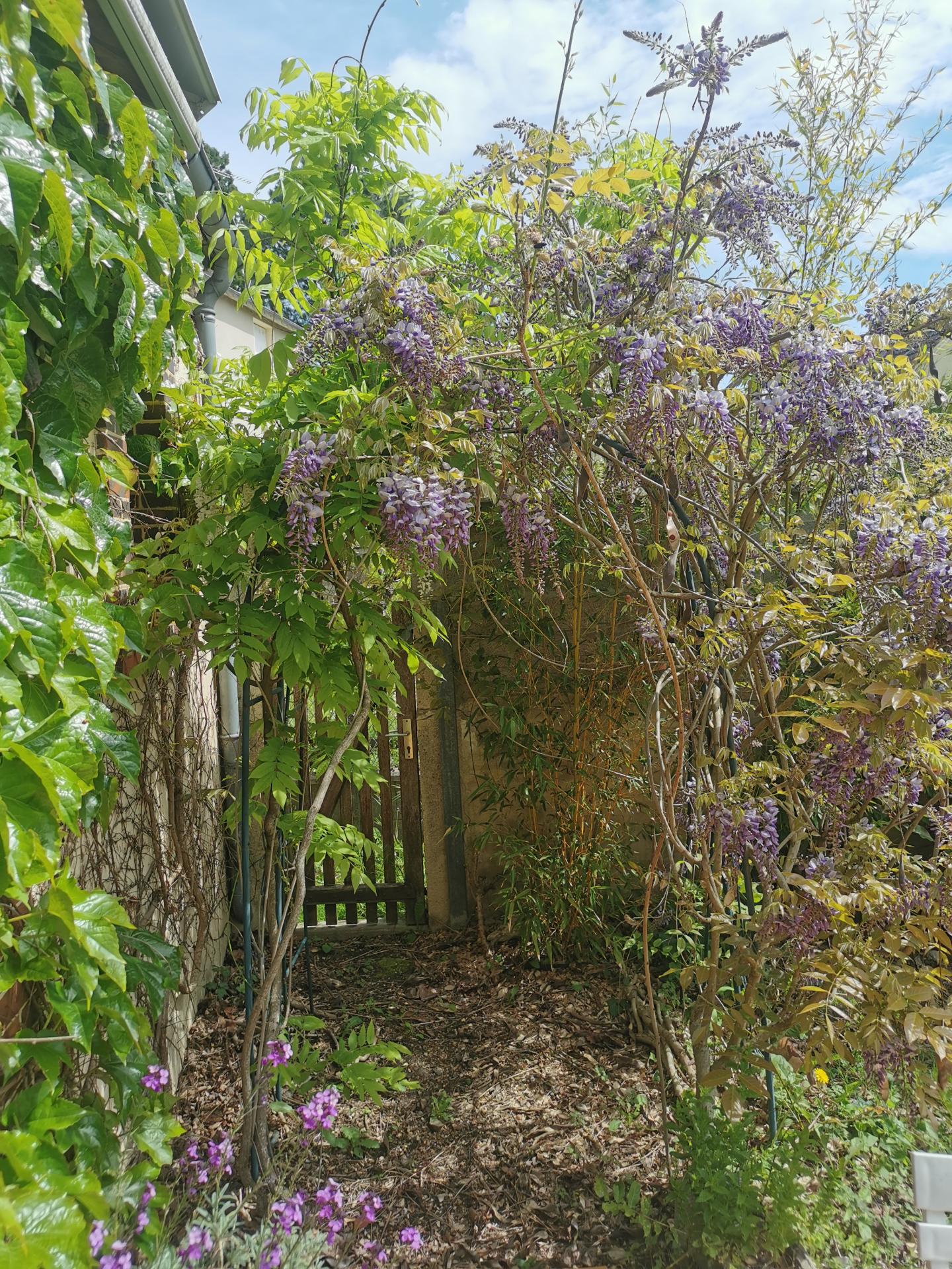 Jardin tonnelle glycine